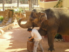 Rio Safari Image - Elephant